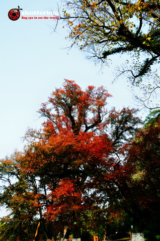 DSC_2615.jpg