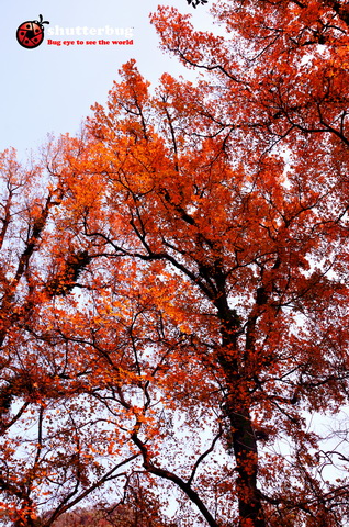 DSC_2618.jpg