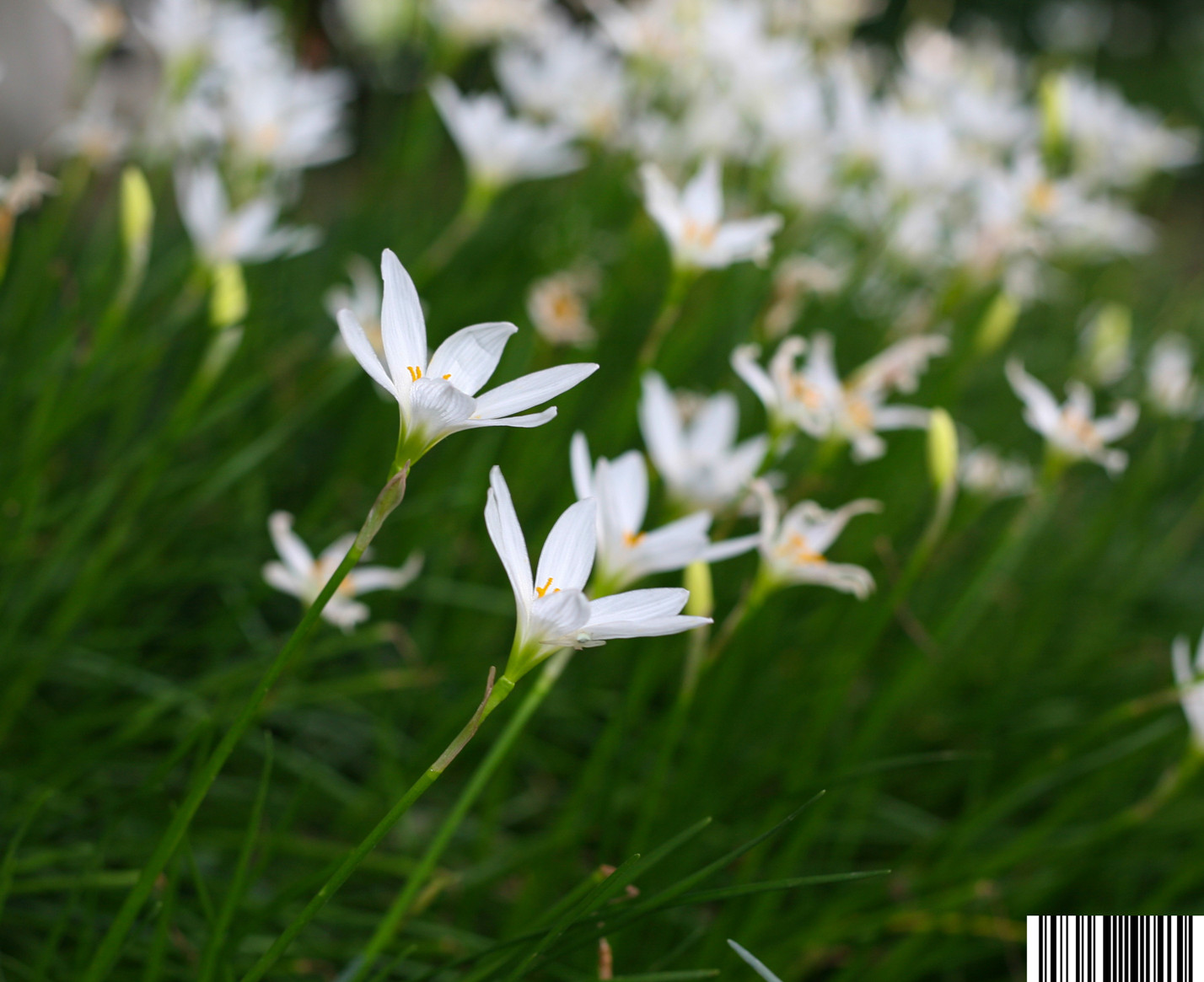 IMG_0896_副本.jpg
