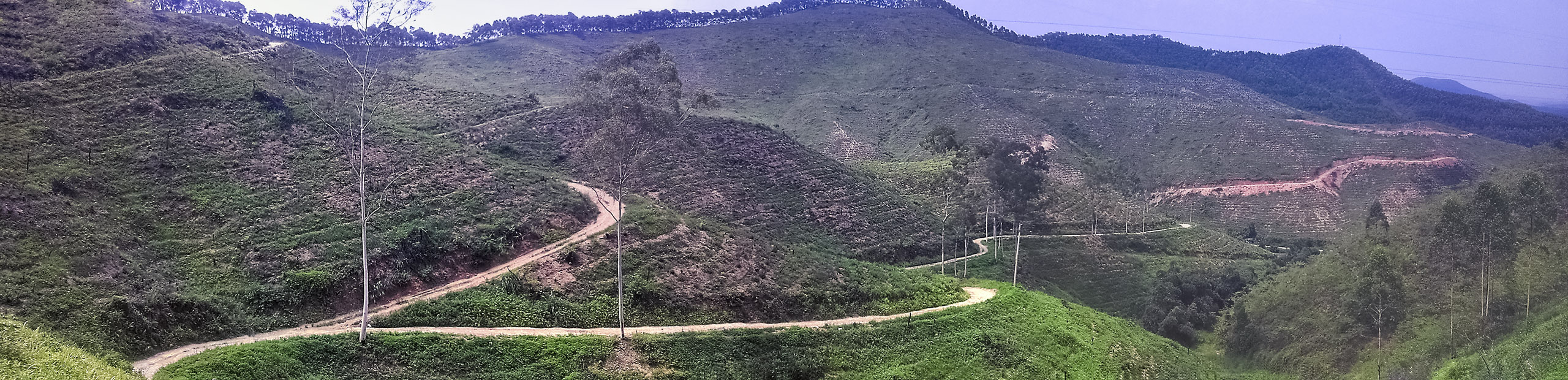 科園往武鳴的路上 一條伐木用的山路
