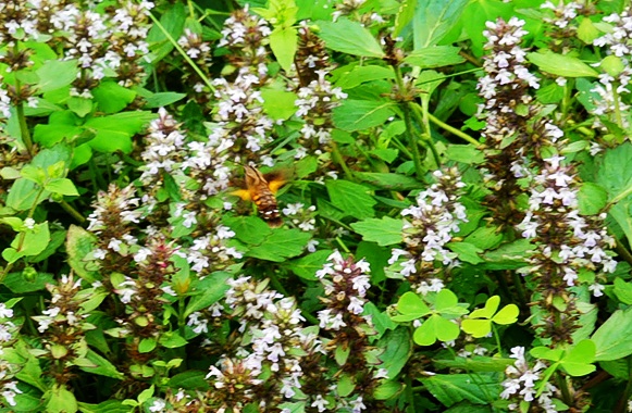 DSC03311_2345看图王.jpg