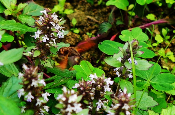 DSC03330_2345看图王.jpg