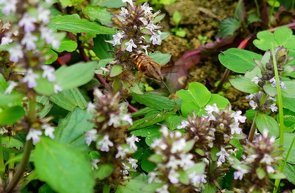 DSC03331_2345看图王.jpg