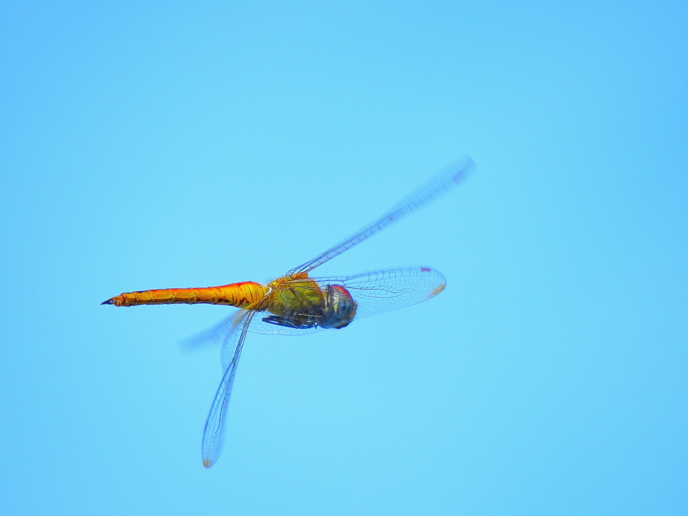 IMG_6276.JPG