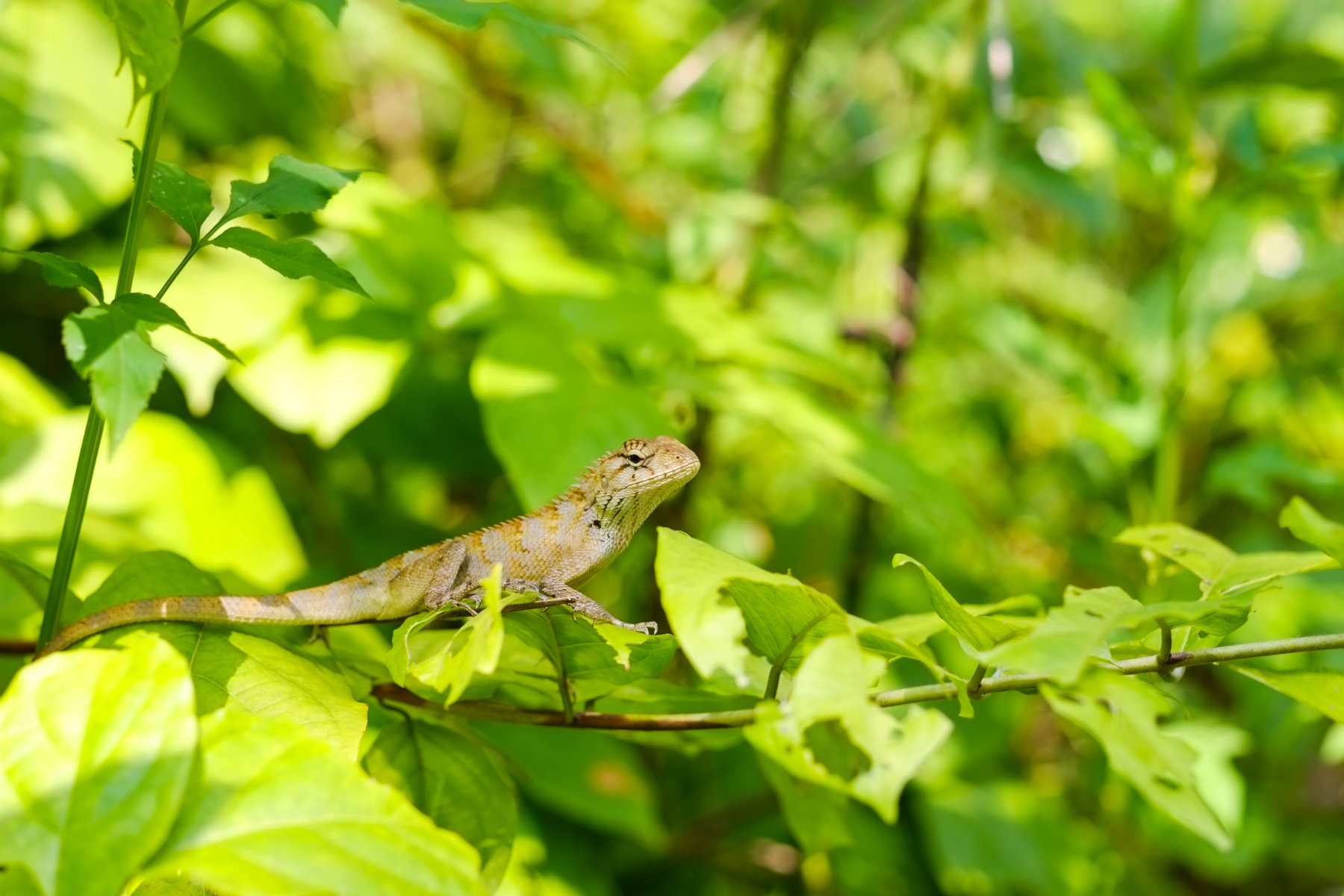 DSCF7877.jpg