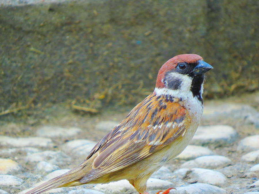 IMG_5628.JPG
