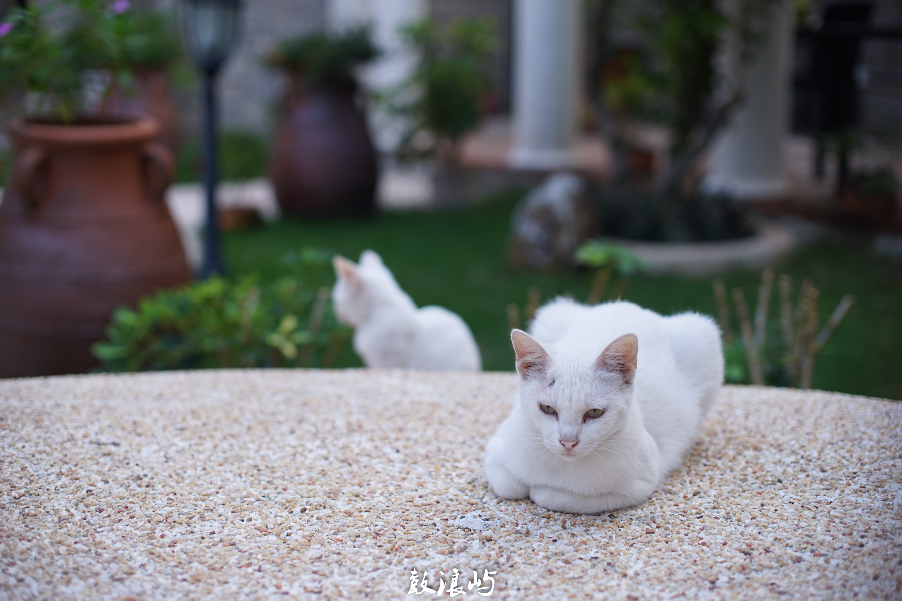 DSC04863.jpg