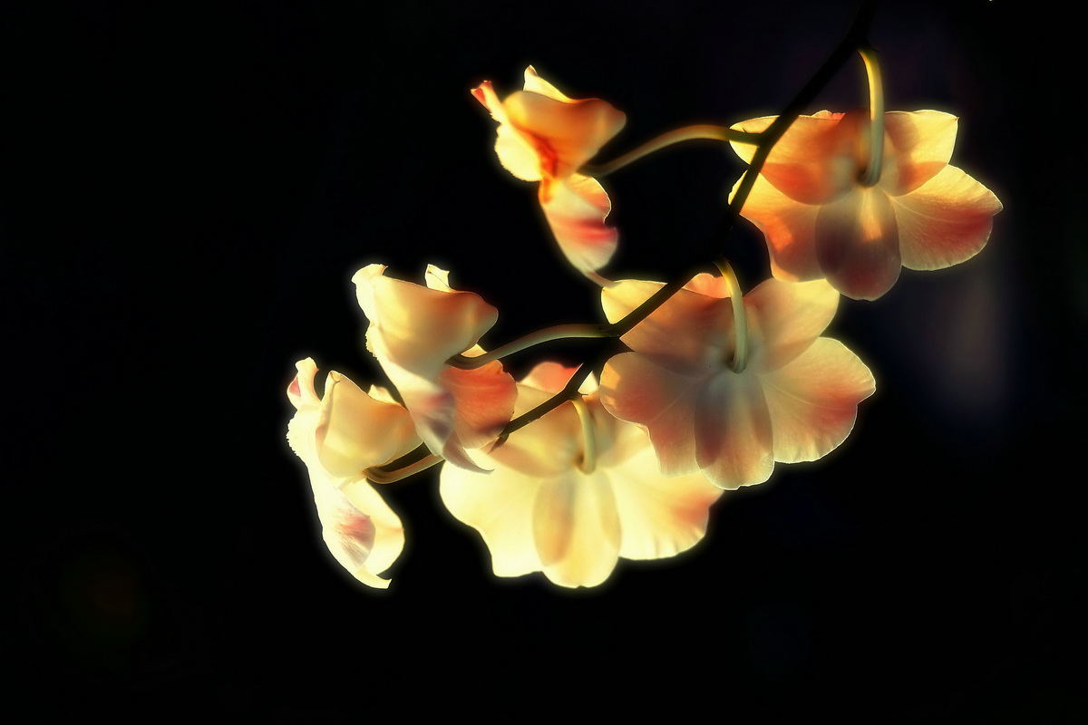 DSC_7606_副本_filtered_副本.jpg