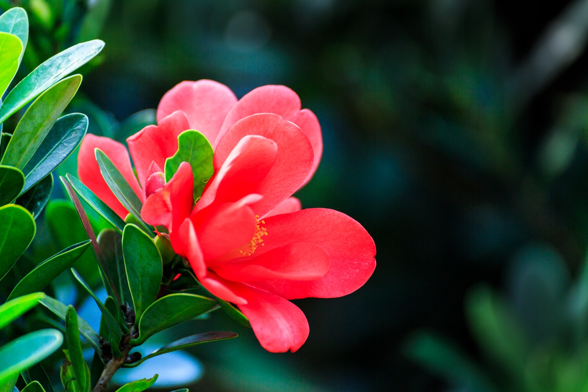 杜鹃红茶花-1.jpg