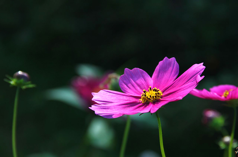 格桑花.jpg