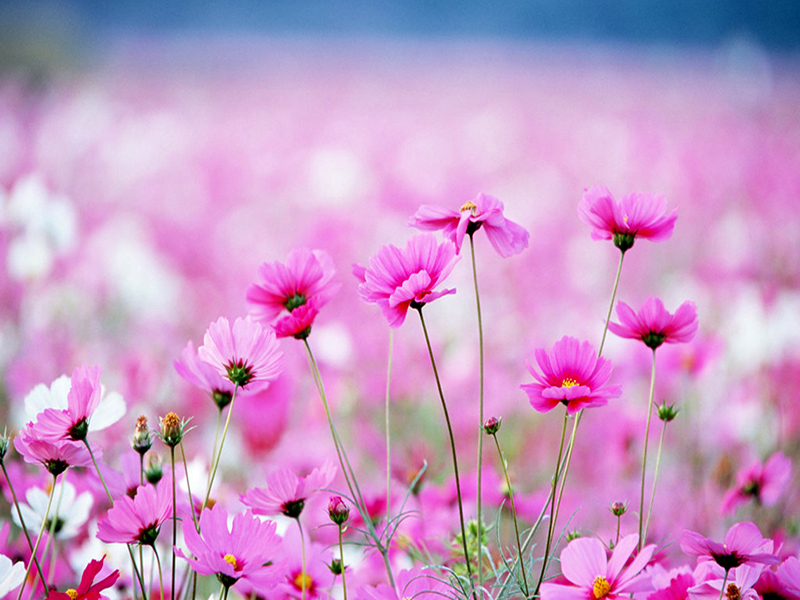 格桑花1.jpg