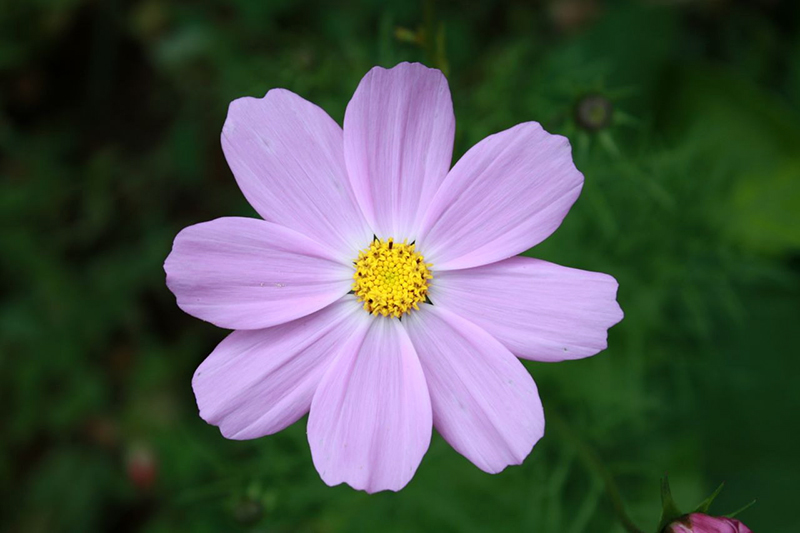 格桑花2.jpg
