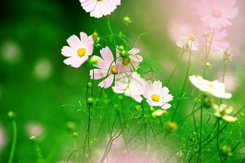 格桑花3.jpg