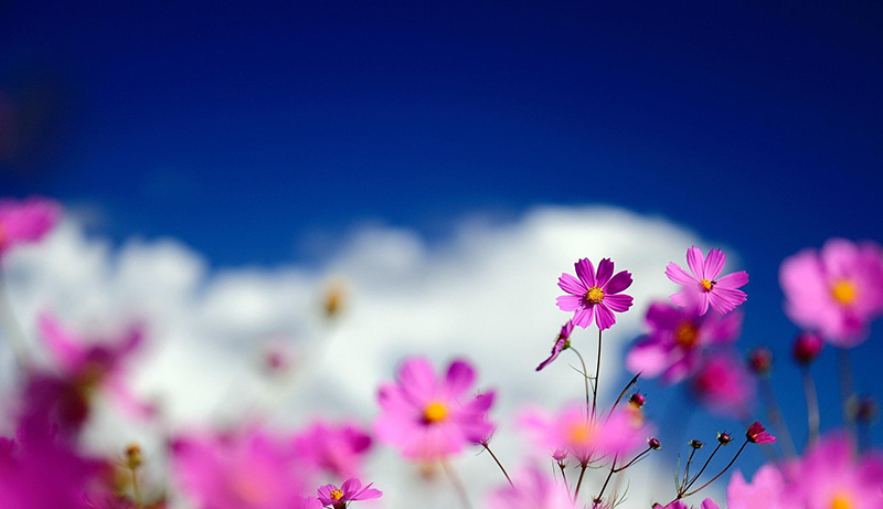 格桑花4.jpg