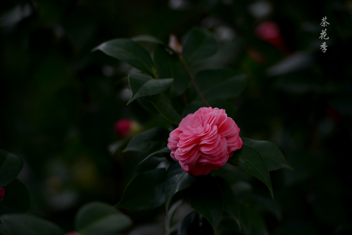 DSC_8424_副本.jpg