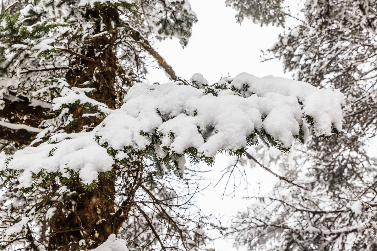 西岭雪山-16_副本.jpg