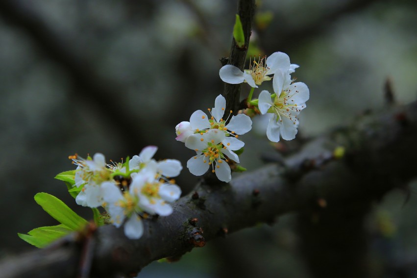 _S0A8489_conew1.JPG