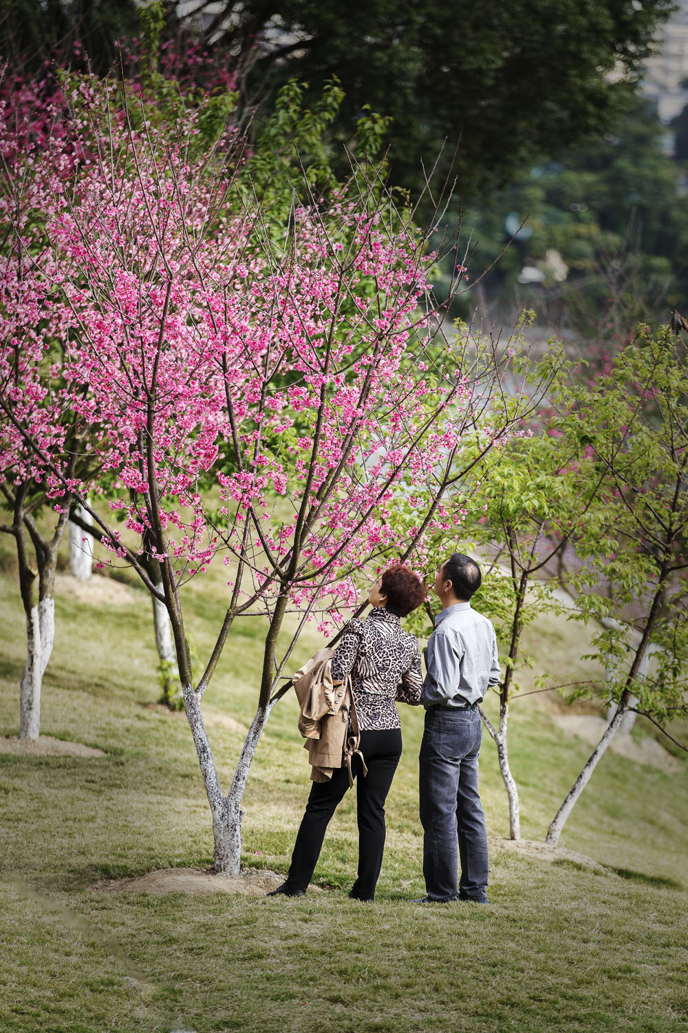 幸福樱花01.jpg