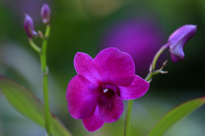_S0A8949_conew1.JPG