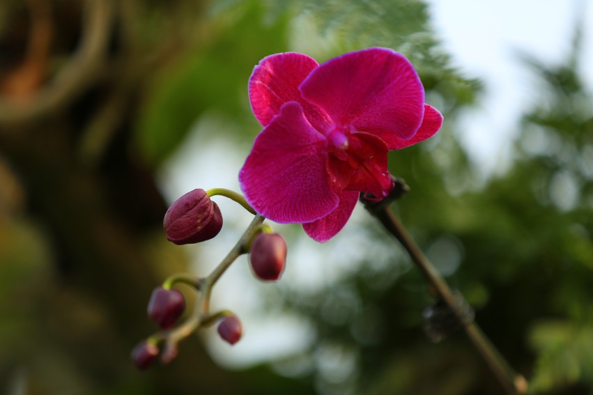_S0A8932_conew1.JPG