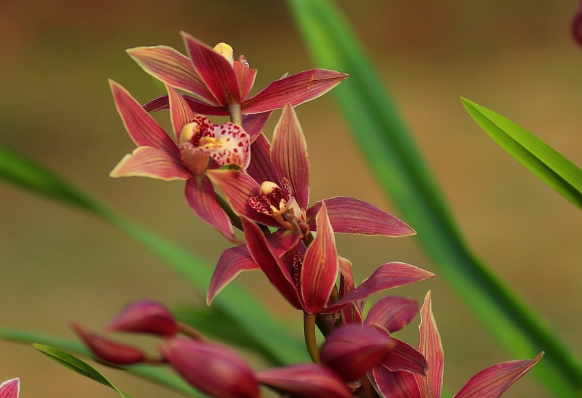 _S0A8919_conew1.JPG
