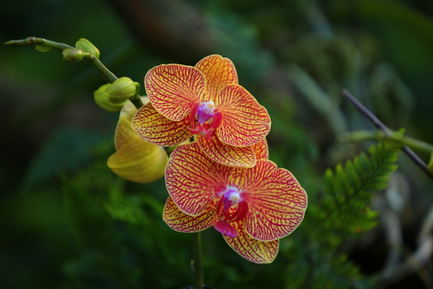 _S0A8928_conew1.JPG