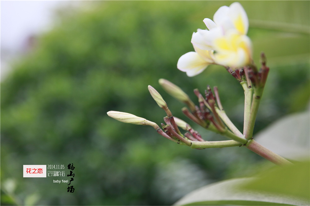 初秋花恋 (1).jpg