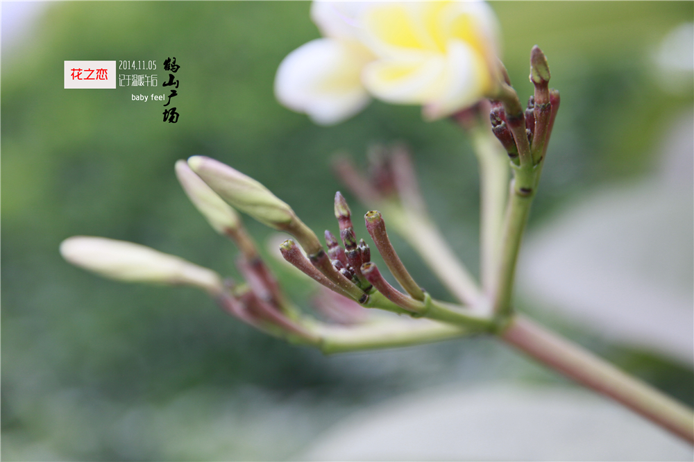 初秋花恋 (2).jpg