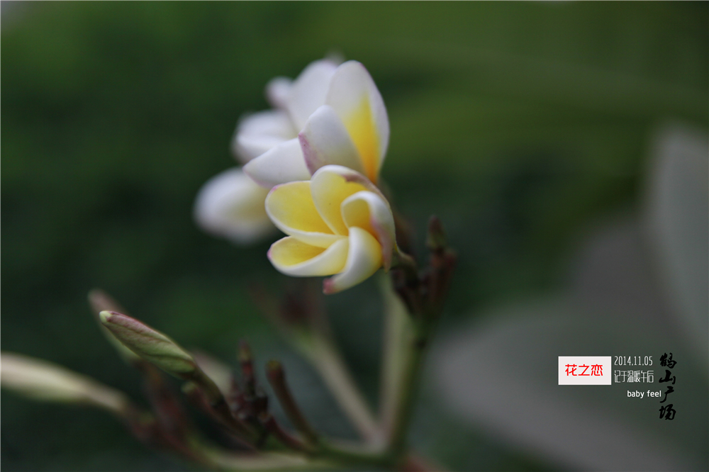 初秋花恋 (3).jpg