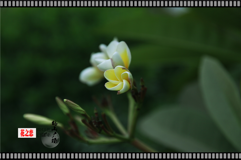 初秋花恋 (4).jpg