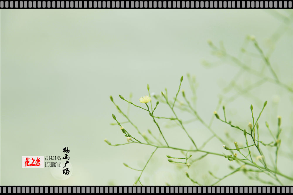 初秋花恋 (5).jpg