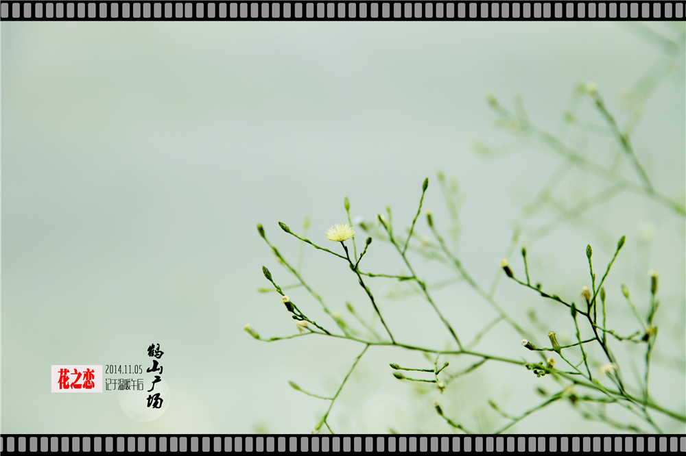 初秋花恋 (7).jpg