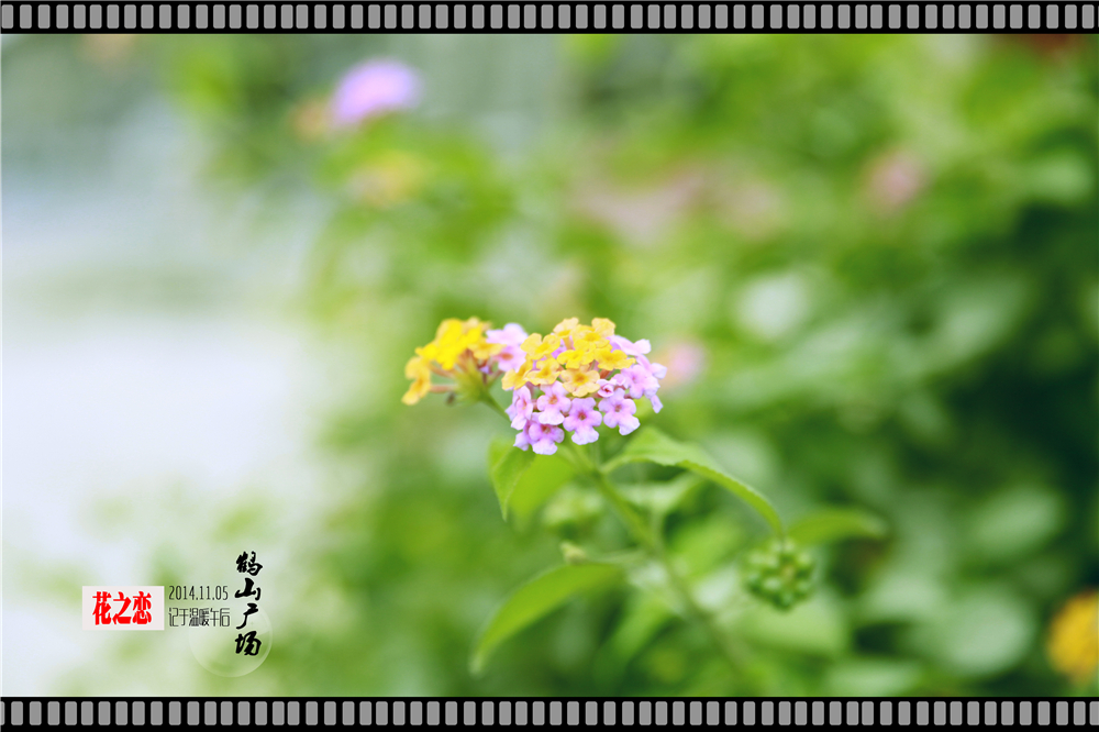 初秋花恋 (9).jpg