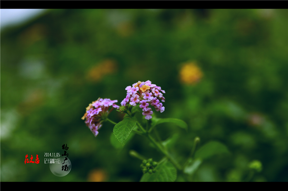 初秋花恋 (10).jpg