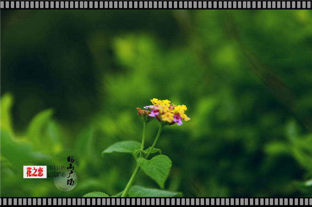 初秋花恋 (11).jpg