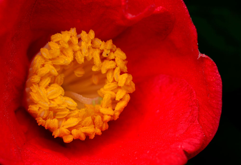 茶花