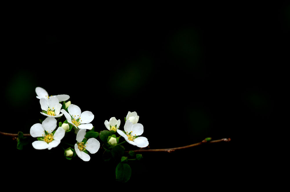 春天小花