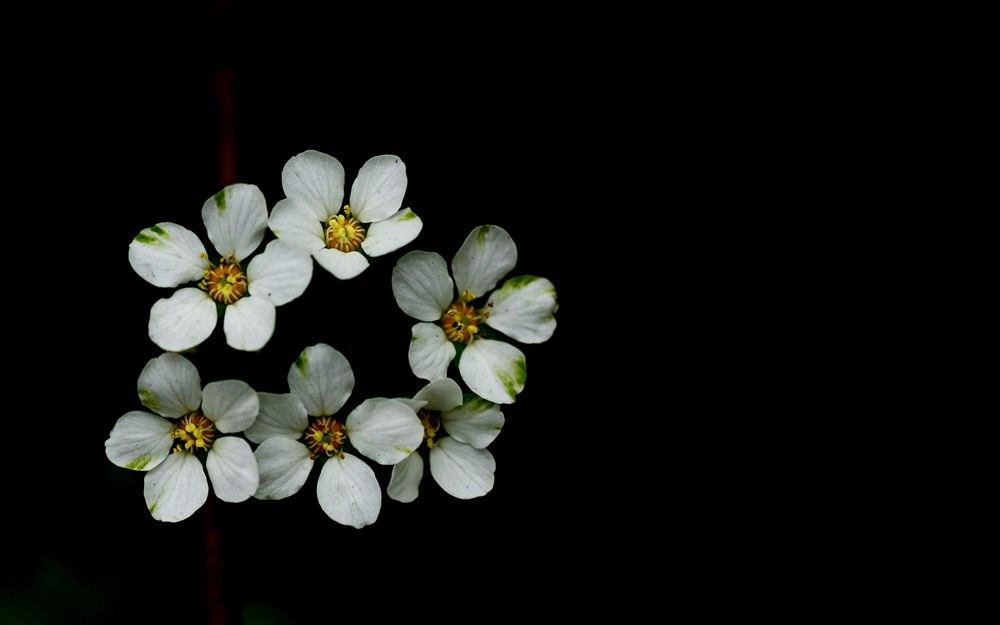 春天小花