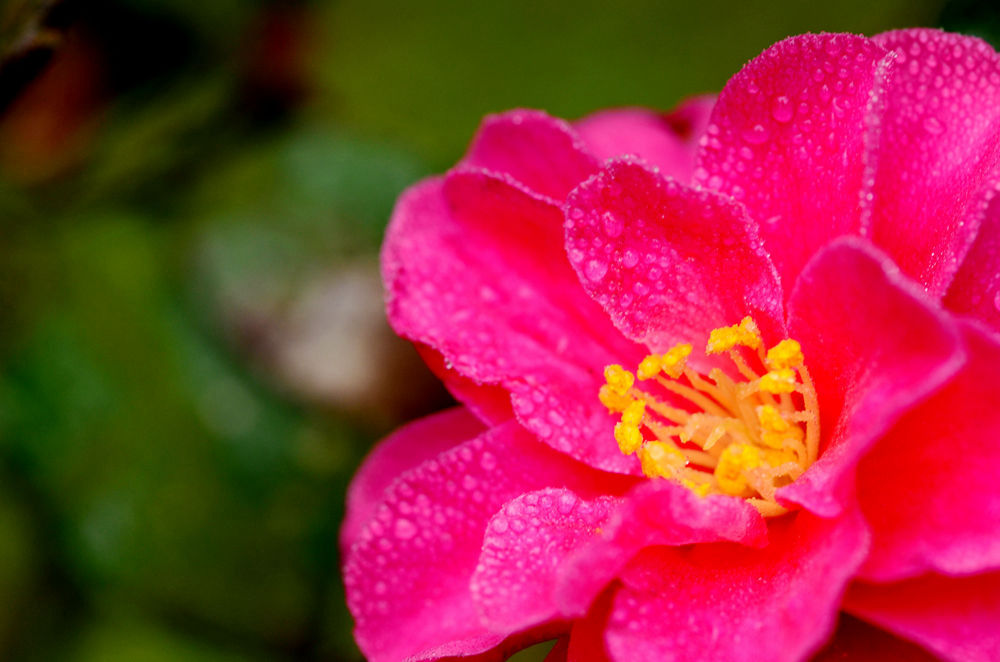 茶花 
