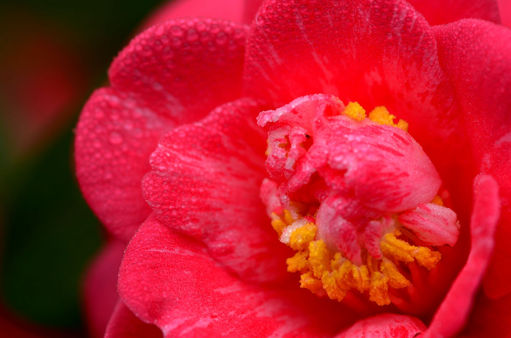 茶花 