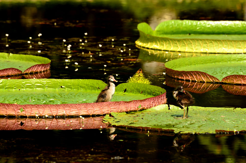DSC_1035.JPG