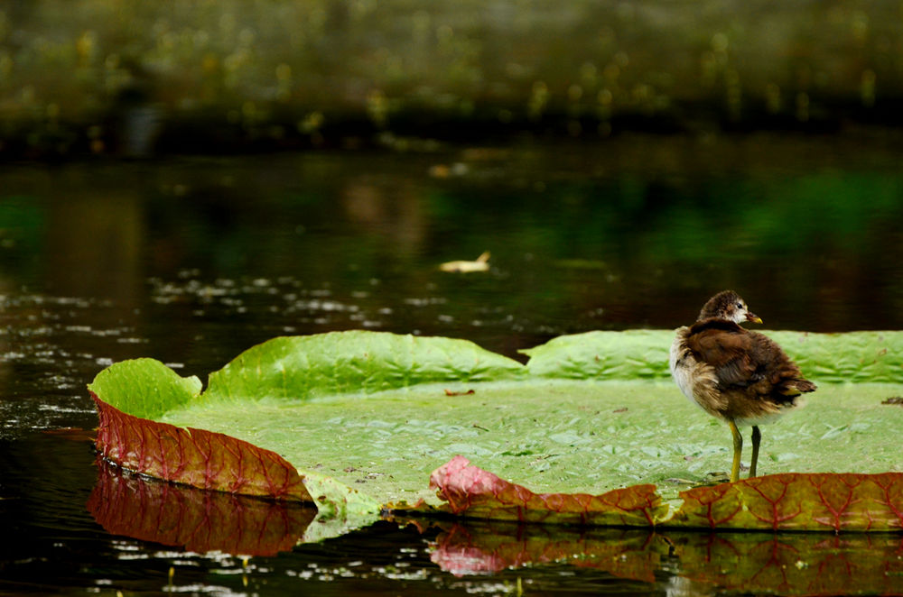 DSC_1422.JPG