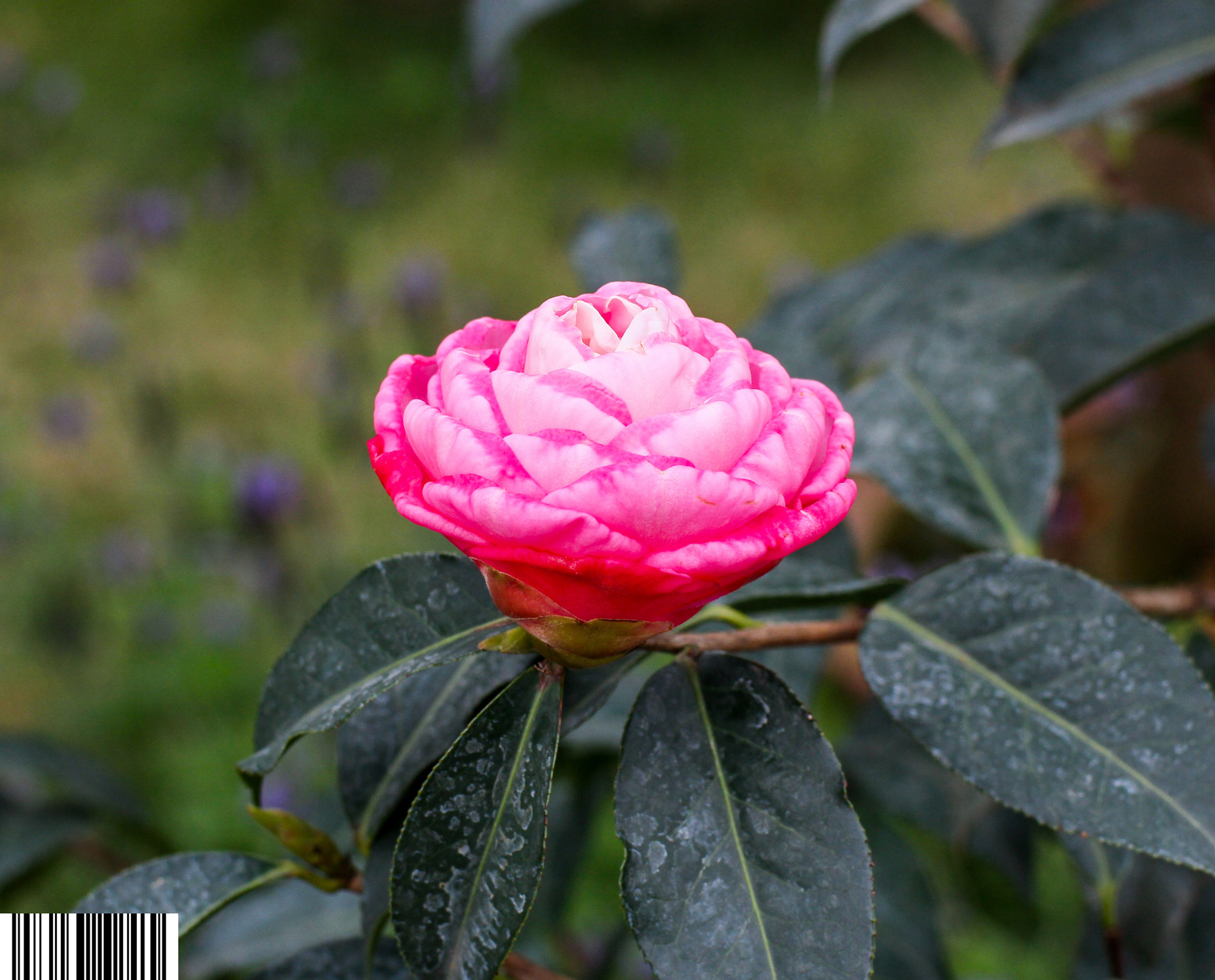IMG_9652_副本.jpg