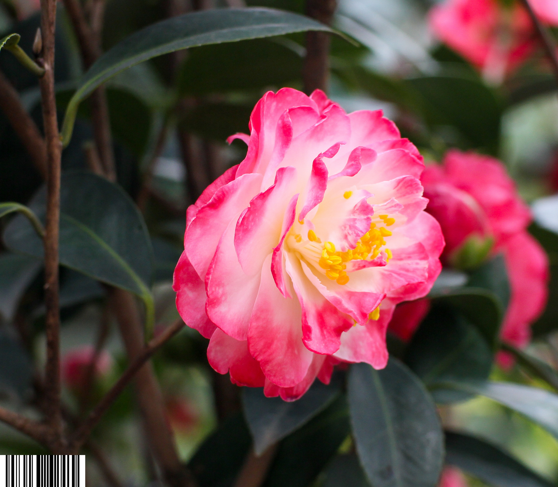 IMG_9653_副本.jpg