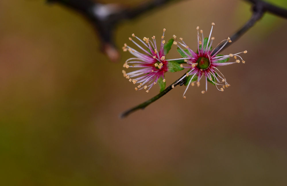 李花