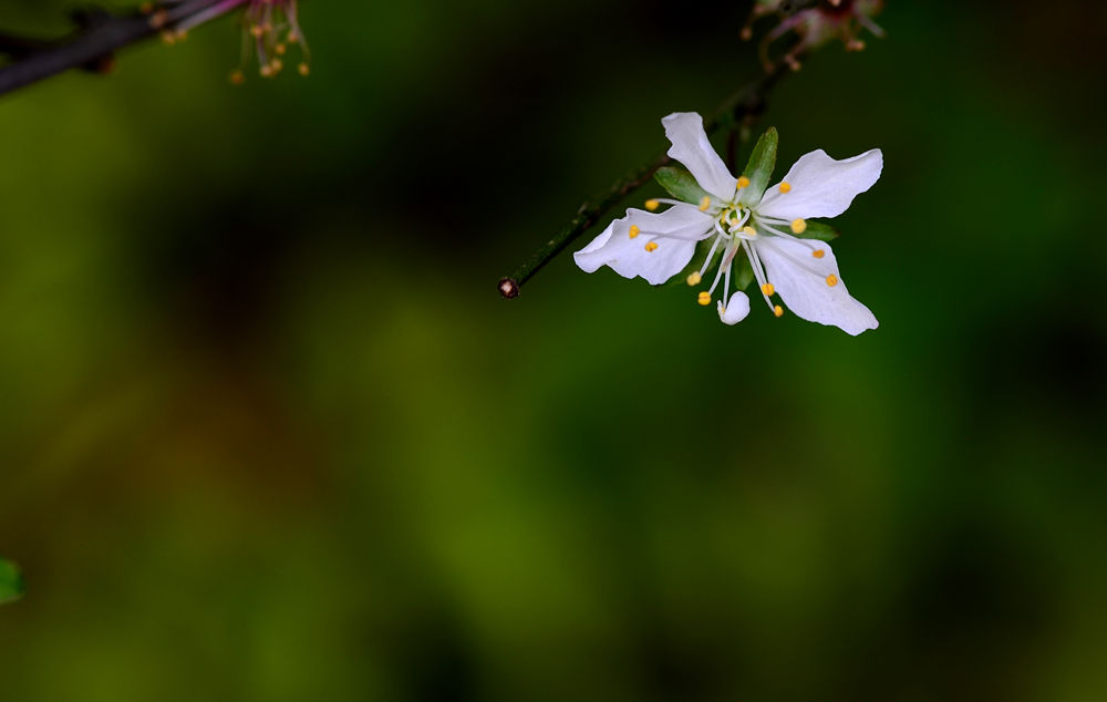 李花