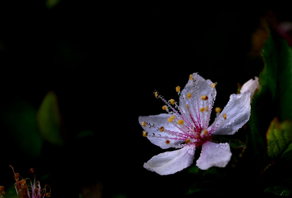李花