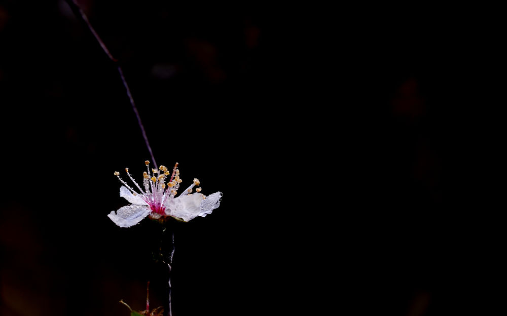 李花