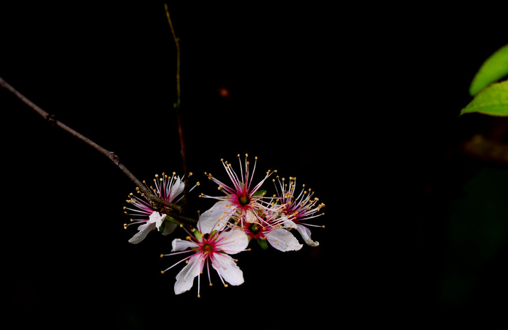 李花