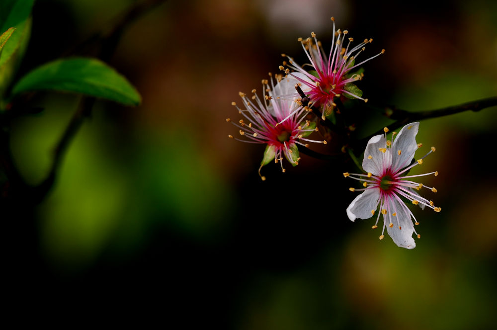 李花